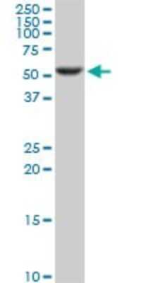 Western Blot: DRAK1 Antibody (3G8) [H00009263-M02]