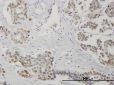 Immunohistochemistry-Paraffin: DRAK1 Antibody (4D12) [H00009263-M03]