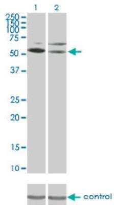 Western Blot: DRAK1 Antibody (4D12) [H00009263-M03]