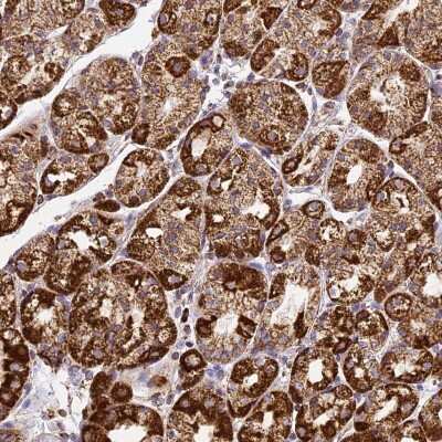 Immunohistochemistry-Paraffin: DRAK1 Antibody [NBP1-84981]