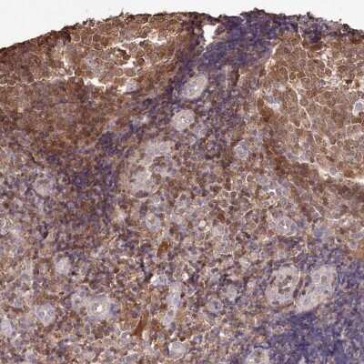 Immunohistochemistry-Paraffin: DRAK2 Antibody [NBP1-84980]