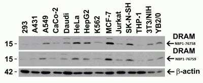 Western Blot: DRAM AntibodyBSA Free [NBP1-76759]