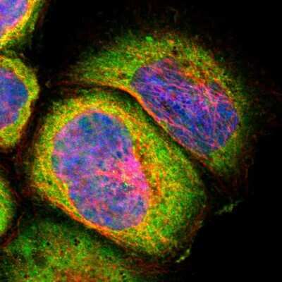 Immunocytochemistry/ Immunofluorescence: DRAP1 Antibody [NBP1-81008]