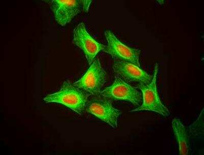 Immunocytochemistry/ Immunofluorescence: DRAQ5 (TM) [NBP2-81125]
