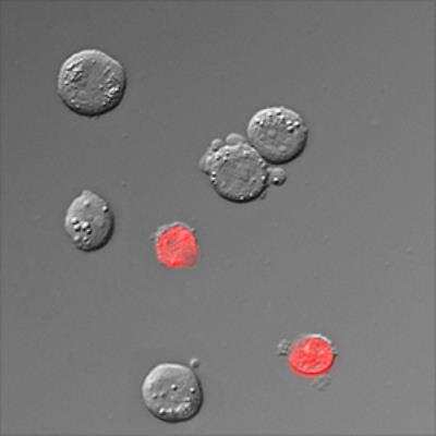 Live Imaging Microscopy: DRAQ7 (TM) [NBP2-81126]