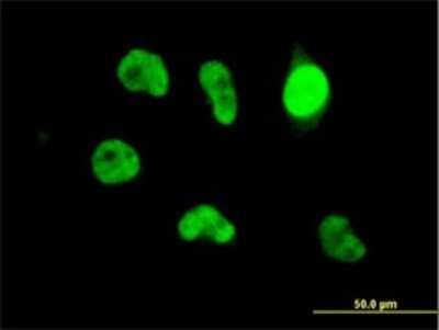 Immunocytochemistry/ Immunofluorescence: DREF Antibody (5G1) [H00009189-M01]