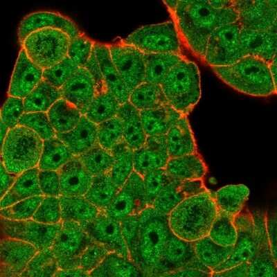 Immunocytochemistry/ Immunofluorescence: DREF Antibody (PCRP-ZBED1-1E1) [NBP3-07536]