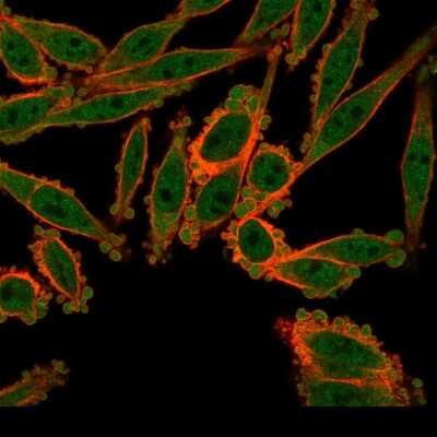 Immunocytochemistry/ Immunofluorescence: DREF Antibody (PCRP-ZBED1-1E1) - Azide and BSA Free [NBP3-08861]