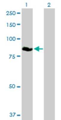 Western Blot: DREF Antibody [H00009189-B01P]