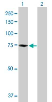 Western Blot: DREF Antibody [H00009189-D01P]