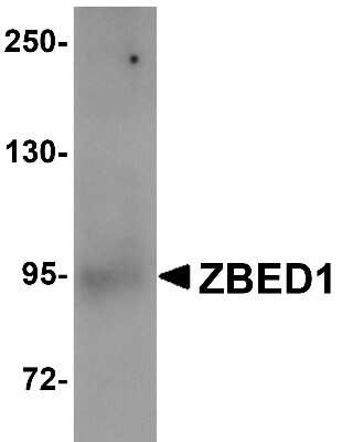 Western Blot: DREF AntibodyBSA Free [NBP1-76327]