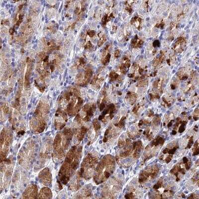 Immunohistochemistry-Paraffin: DRGX Antibody [NBP1-94059]