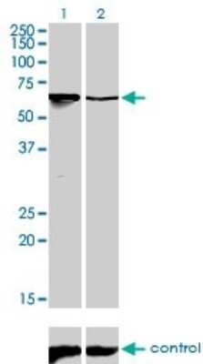 Western Blot: DRIL1 Antibody (1A11) [H00001820-M01]