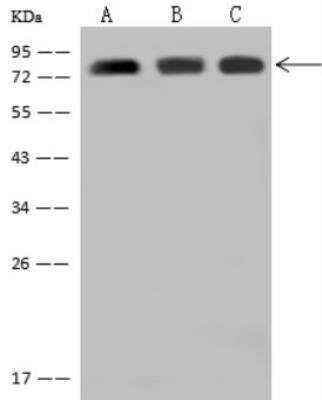 Western Blot: DRIL1 Antibody [NBP2-98579]
