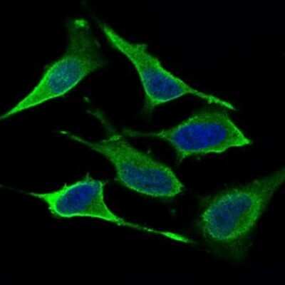 Immunocytochemistry/ Immunofluorescence: DRP1 Antibody (4A4C7) - BSA Free [NBP2-37309]