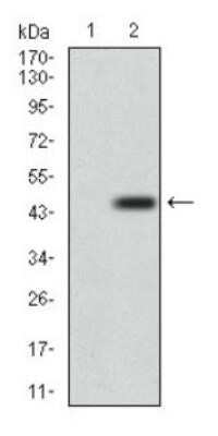 Western Blot: DRP1 Antibody (4E11B11)Azide and BSA Free [NBP2-80702]