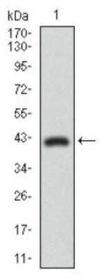Western Blot: DRP1 Antibody (4E11B11)Azide and BSA Free [NBP2-80702]