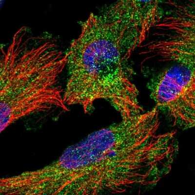Immunocytochemistry/ Immunofluorescence: DRP1 Antibody [NBP2-34205]