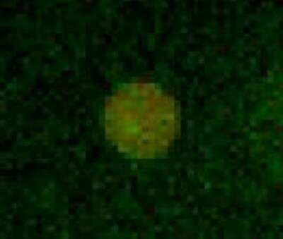Microarray: DSCC1 Antibody [H00079075-B01P]