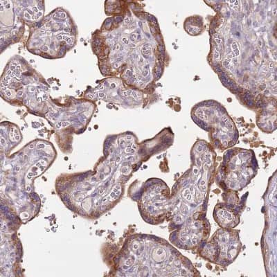 Immunohistochemistry-Paraffin: DTD2 Antibody [NBP2-14375]
