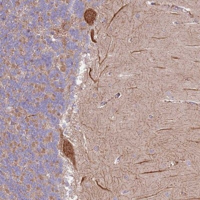 Immunohistochemistry-Paraffin: DTD2 Antibody [NBP2-14375]