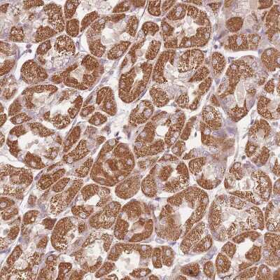 Immunohistochemistry-Paraffin: DTD2 Antibody [NBP2-14375]