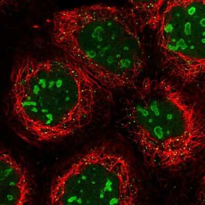Immunocytochemistry/ Immunofluorescence: DTWD1 Antibody [NBP2-30570]