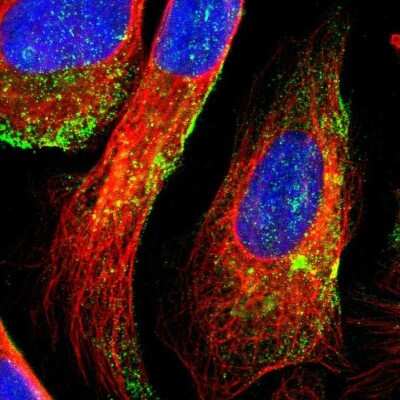 Immunocytochemistry/ Immunofluorescence: DTX3L Antibody [NBP1-88699]