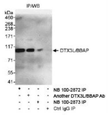 Immunoprecipitation: DTX3L Antibody [NB100-2872]