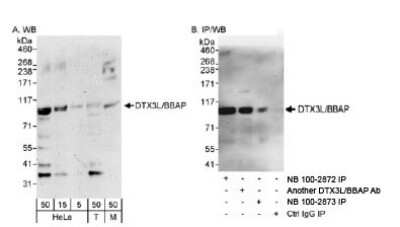 Immunoprecipitation: DTX3L Antibody [NB100-2873]