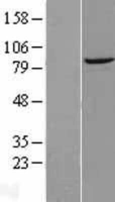 Western Blot: DTX3L Overexpression Lysate [NBL1-10038]