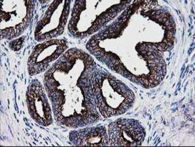 Immunohistochemistry-Paraffin: DTYMK Antibody (OTI1G8) [NBP2-01184]