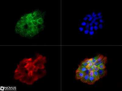 Immunocytochemistry/ Immunofluorescence: DUOX2 Antibody - BSA Free [NB110-61576]