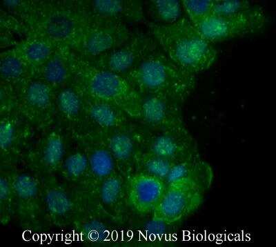 Immunocytochemistry/ Immunofluorescence: DUOX2 Antibody - BSA Free [NB110-61576]