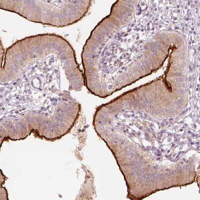 Immunohistochemistry-Paraffin: DUOXA2 Antibody [NBP2-57547]