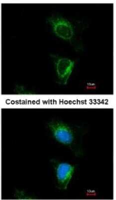 Immunocytochemistry/ Immunofluorescence: DUS2L Antibody [NBP2-16234]