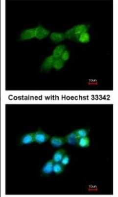 Immunocytochemistry/ Immunofluorescence: DUSP10 Antibody [NBP1-31001]