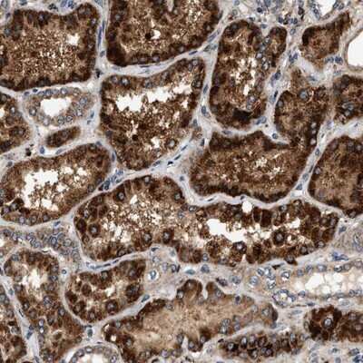 Immunohistochemistry-Paraffin: DUSP10 Antibody [NBP1-82640]