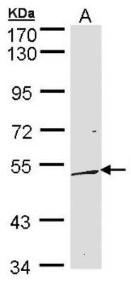 Western Blot: DUSP10 Antibody [NBP1-31001]