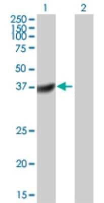 Western Blot: DUSP11 Antibody [H00008446-B01P]