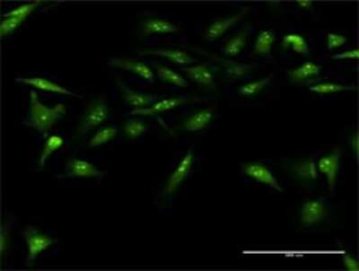 Immunocytochemistry/ Immunofluorescence: DUSP12 Antibody [H00011266-D01P]