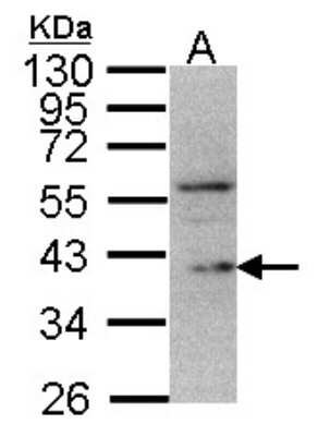 Western Blot: DUSP12 Antibody [NBP1-31197]