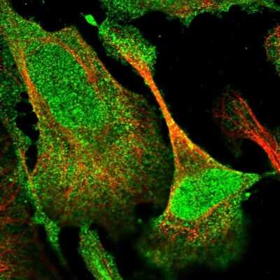 Immunocytochemistry/ Immunofluorescence: DUSP14 Antibody [NBP1-81046]