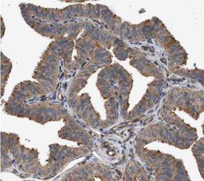 Immunohistochemistry-Paraffin: DUSP14 Antibody [NBP1-81046]
