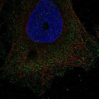 Immunocytochemistry/ Immunofluorescence: DUSP15 Antibody [NBP2-57320]
