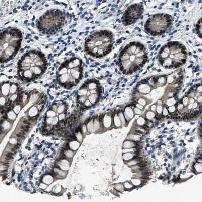 Immunohistochemistry-Paraffin: DUSP19 Antibody [NBP1-84041]