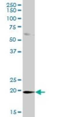 Western Blot: DUSP21 Antibody [H00063904-B01P]