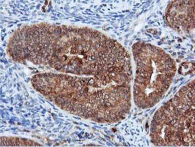 Immunohistochemistry-Paraffin: DUSP23 Antibody (OTI3C10) [NBP2-01507]