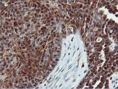 Immunohistochemistry-Paraffin: DUSP23 Antibody (OTI3C10) [NBP2-01507]