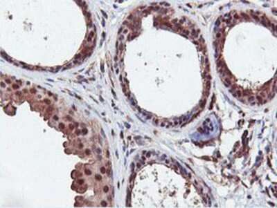 Immunohistochemistry-Paraffin: DUSP23 Antibody (OTI3C10) [NBP2-01507]